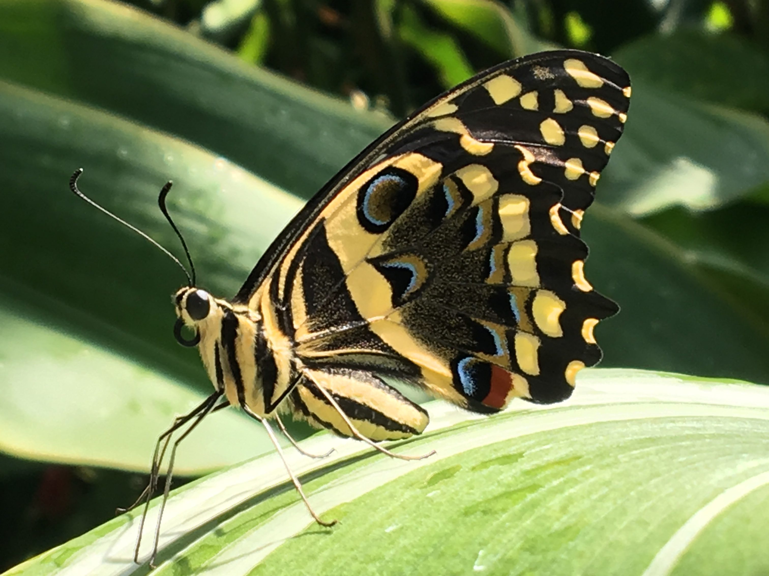 Exotic Butterfly Guide – The Mantis Menagerie